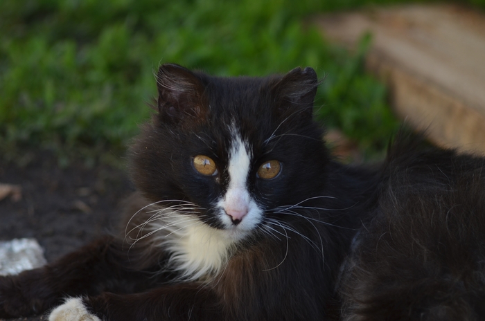 Ответ на пост«”Подтвердите,что вы пикабушник,добавив фото кота“»