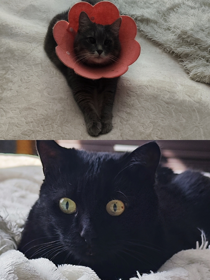 Ответ на пост «"Подтвердите, что вы пикабушник, добавив фото кота"»