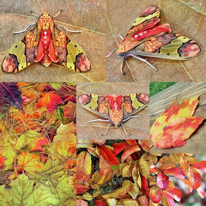 Мотылек Neonerita dorsipuncta и осенние листья