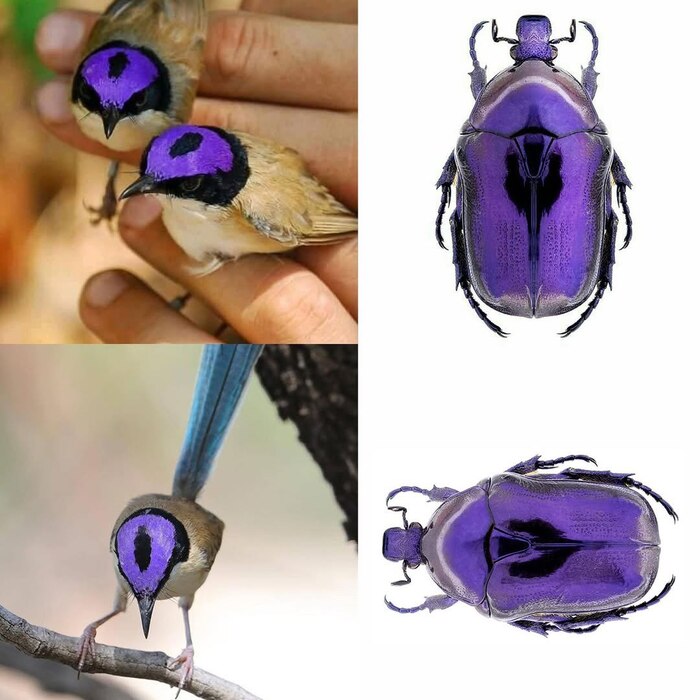 Лиловошапочный расписной малюр и Бронзовка