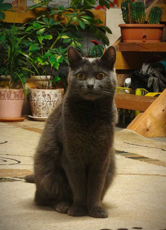 ���� ����