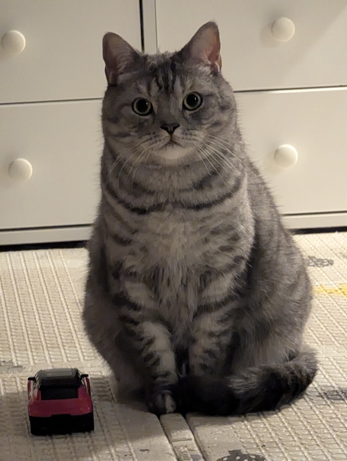 Ответ на пост «"Подтвердите, что вы пикабушник, добавив фото кота"»