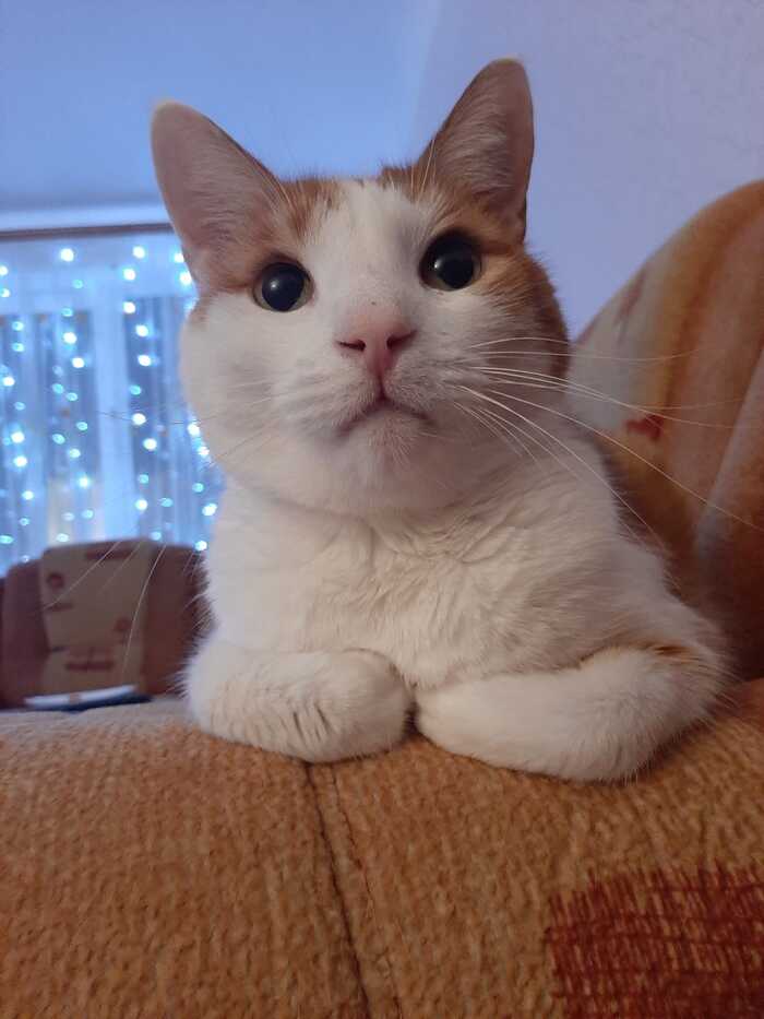 Мой кот рыжик