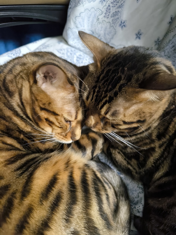 Принимают солнечные ванны