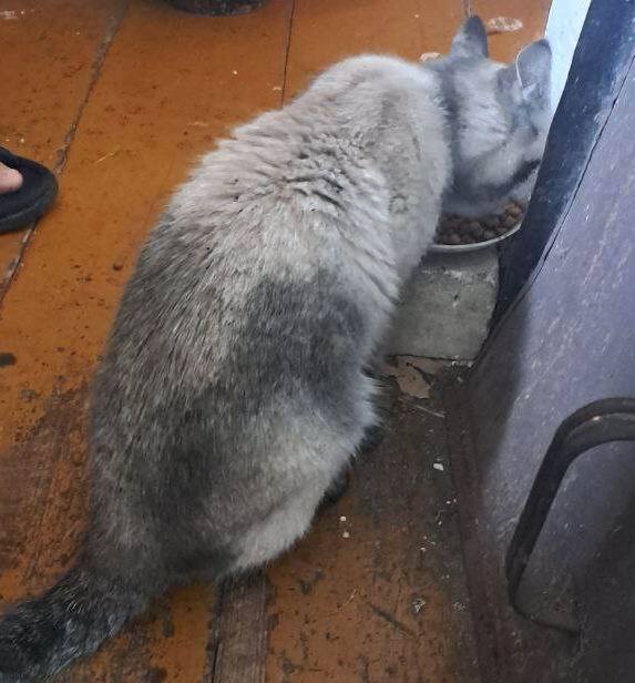 Мышей в печи нет. Проверено кошкой.