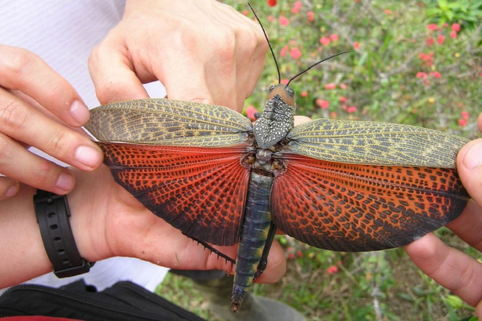  Tropidacris cristata.