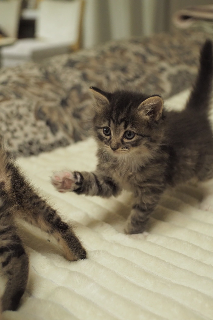 Котёнок Байдена