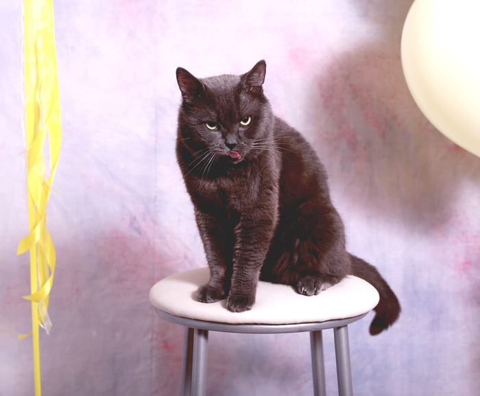 Ответ на пост «"Подтвердите, что вы пикабушник, добавив фото кота"»