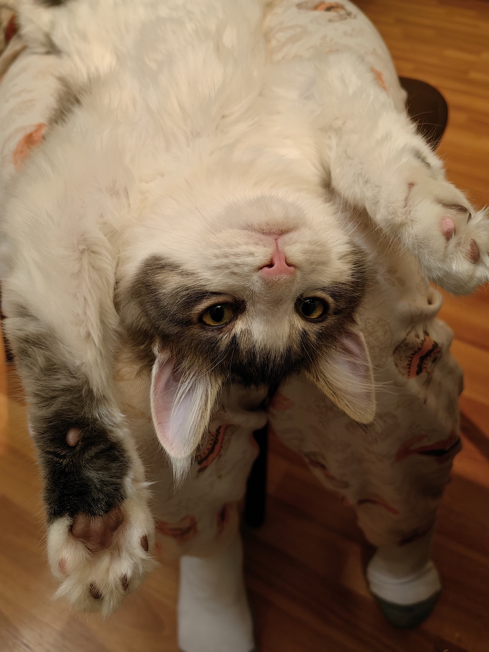 Ответ на пост «"Подтвердите, что вы пикабушник, добавив фото кота"»