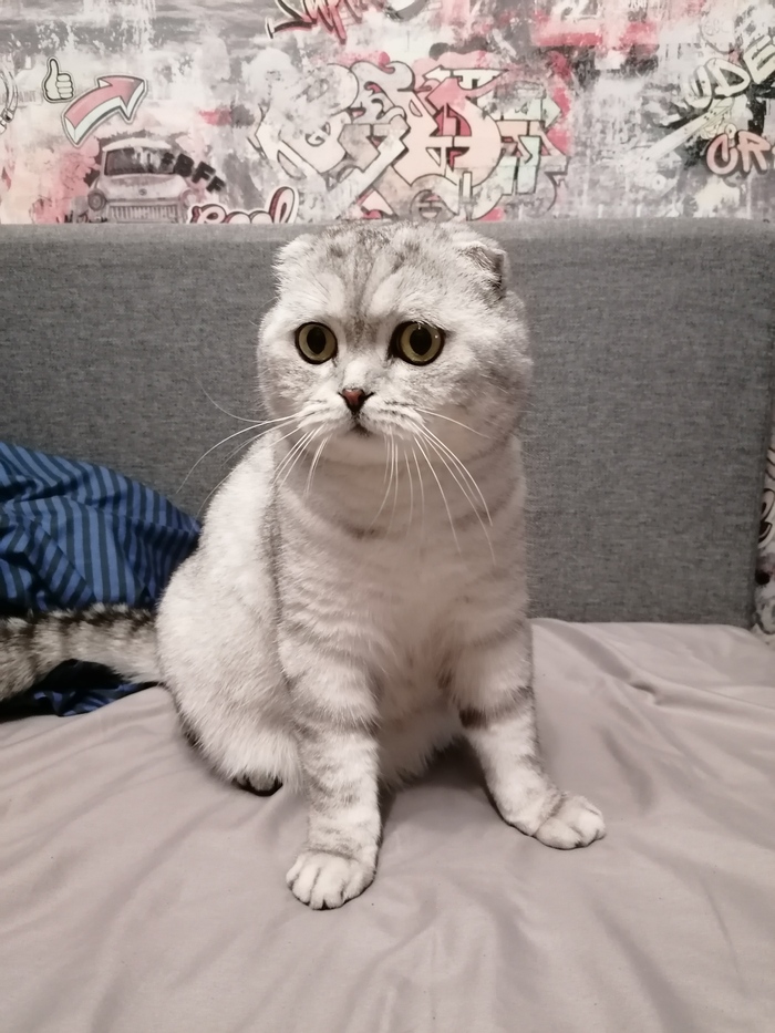    &quot;,   ,   &quot;