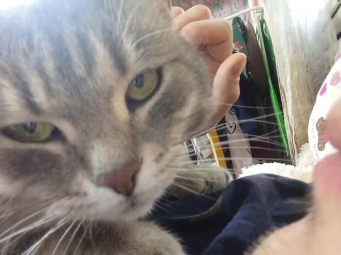 Ответ SergKano в «"Подтвердите, что вы пикабушник, добавив фото кота"»