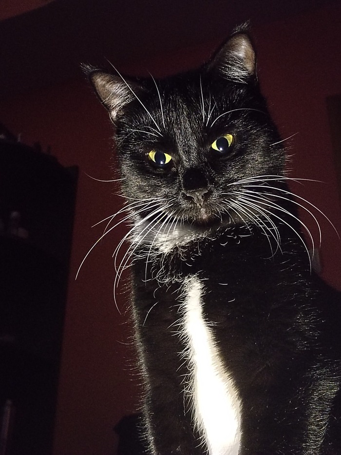 Ответ на пост «"Подтвердите, что вы пикабушник, добавив фото кота"»