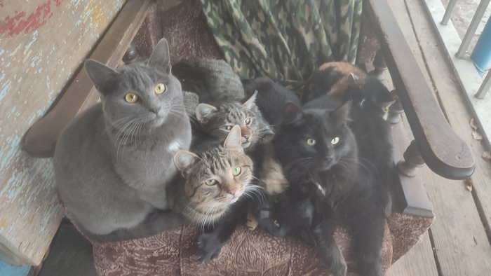    &quot;,   ,   &quot;