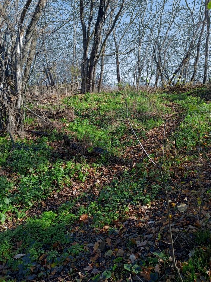 Осенний лес