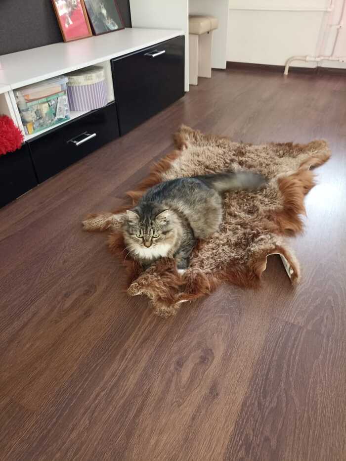 Отжала шкурку