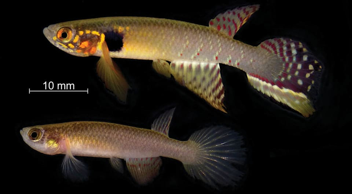  ()   () Moema claudiae