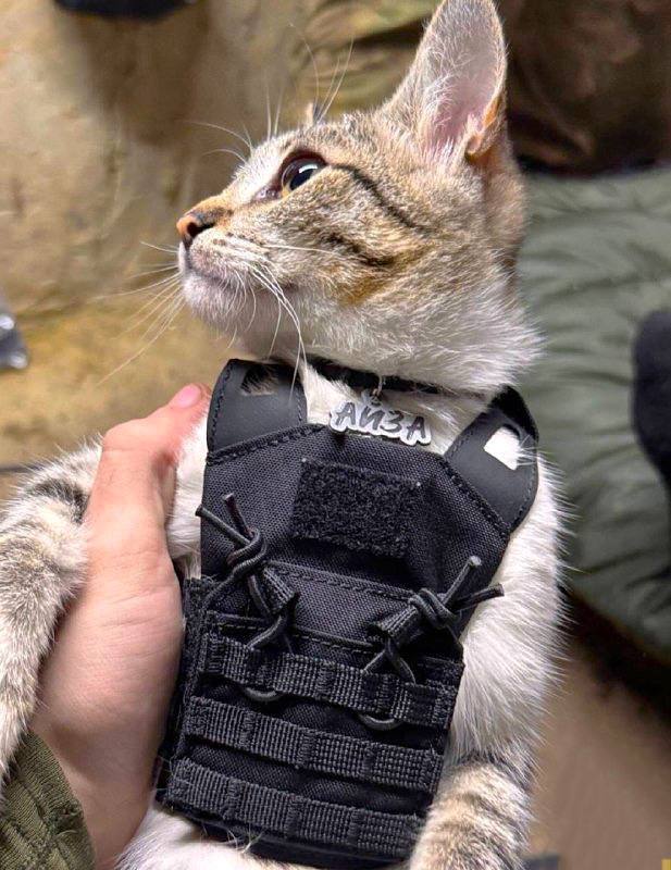 Просто кошечка у ребят на ЛБС