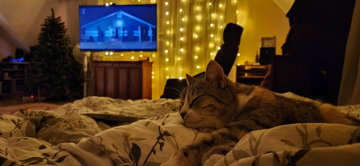  Terranozavr  &quot;,   ,  &quot;