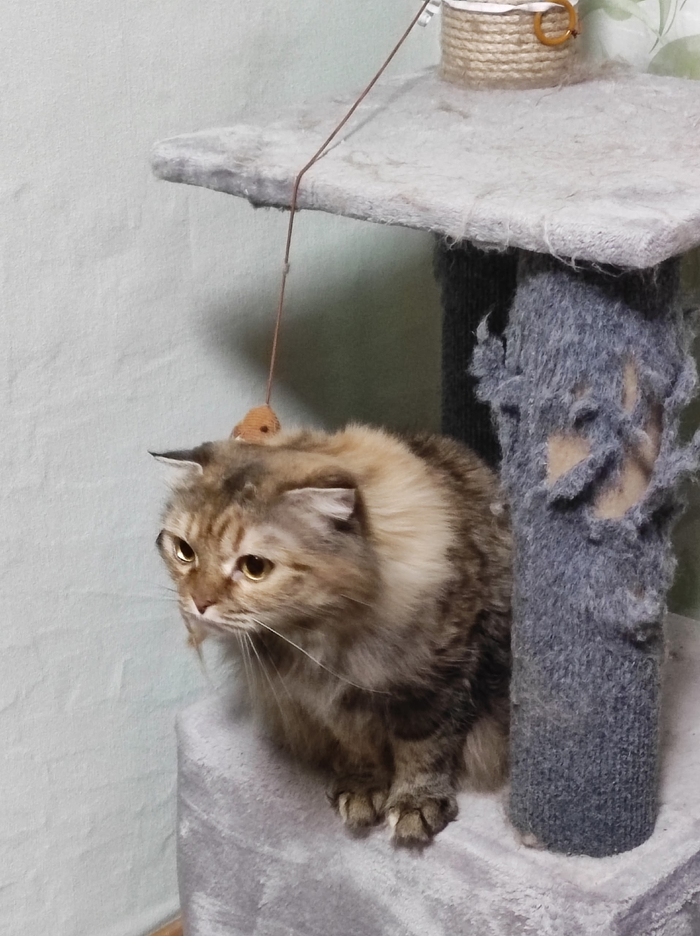 Куда рыбов спрятали?