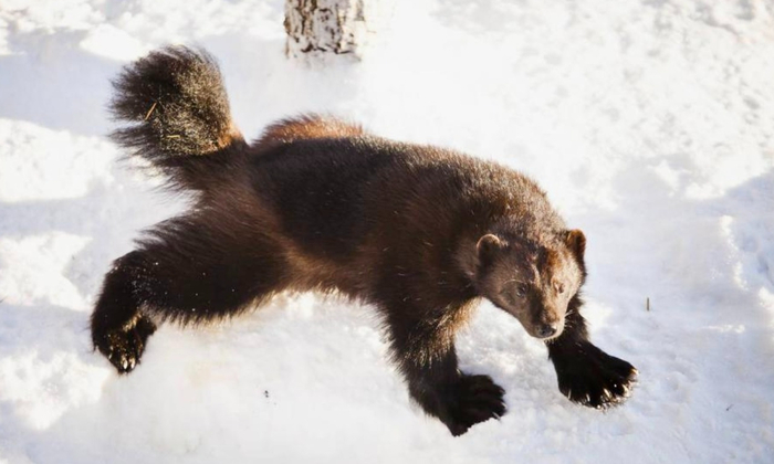 Там, где олень проваливается по колена, росомаха шагает свободно. Ведь её широченные лапы помогают распределять нагрузку по снегу.