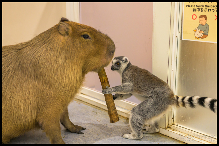 — Выдыхай, бобёр, выдыхай!