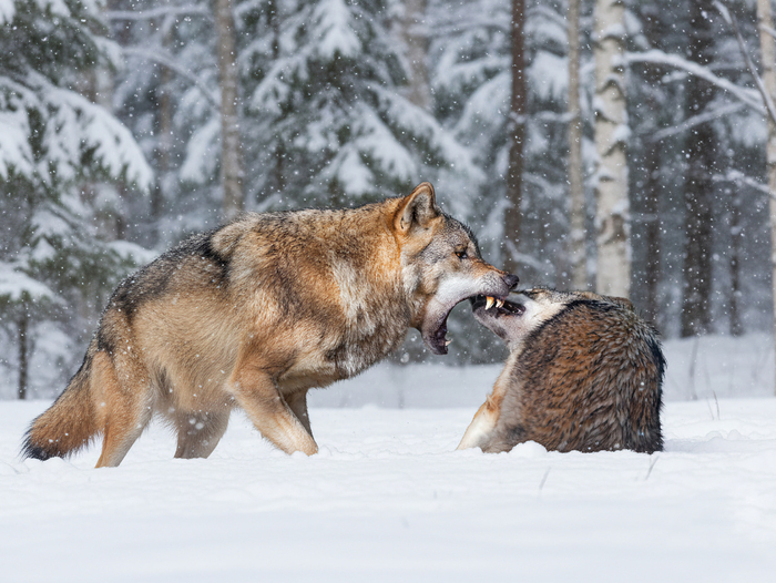       :  ,  , . :   ,    .             .