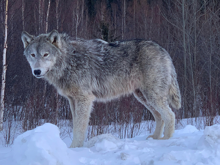         :        12-13 ,       2,5 .