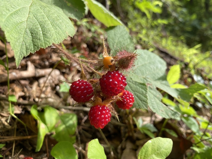 Еще немного ягод.