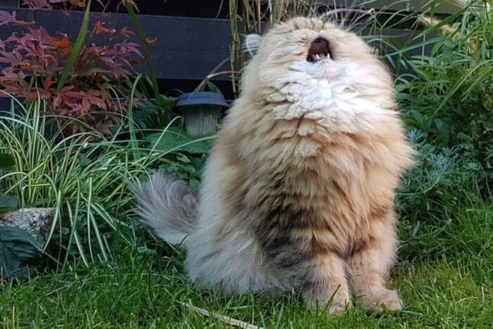 Кошки «орут» на мужчин чаще