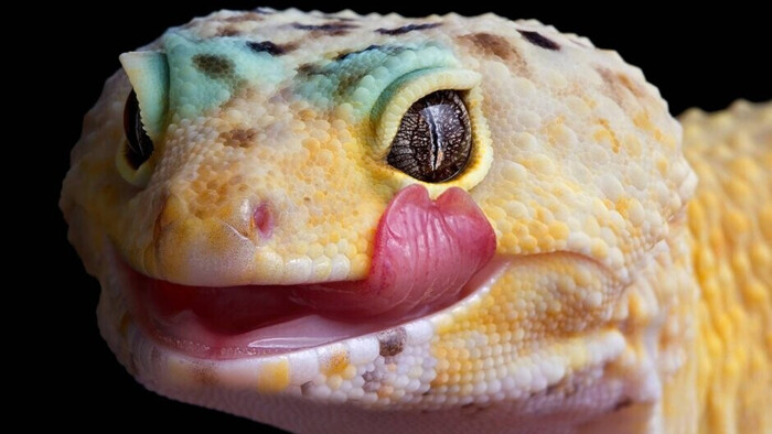 «Неубиваемый» питомец, который гибнет от песка. Вся правда об Эублефарах (Леопардовый Геккон) для новичков и не только