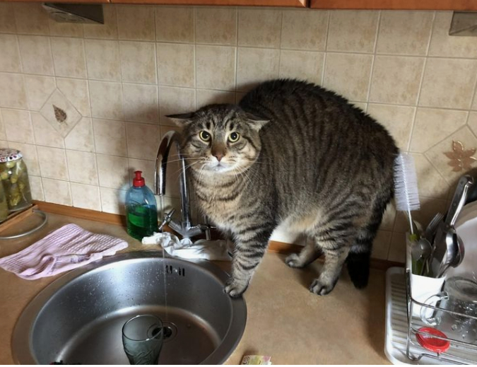 Когда тебя застукали ночью на кухне, а ты всего-то хотел водички попить)