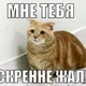 Аватар пользователя AstroFoxy