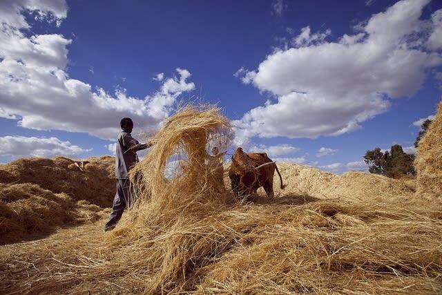 Ручная обработка тефа. Фото с сайта <!--noindex--><a href="https://pikabu.ru/story/sedobnyie_tef_13471783?u=http%3A%2F%2Fsplendidtable.org&t=splendidtable.org&h=b5e66527ae2b80277518a345889181b4ee7f7a7a" title="http://splendidtable.org" target="_blank" rel="nofollow noopener">splendidtable.org</a><!--/noindex-->.