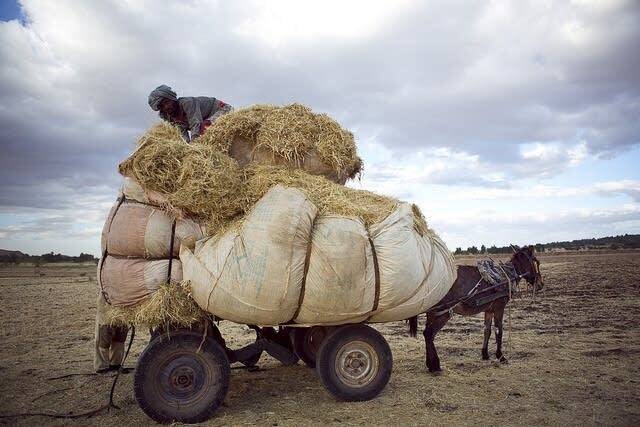 Перевозка тефовых колосьев. Фото с сайта <!--noindex--><a href="https://pikabu.ru/story/sedobnyie_tef_13471783?u=http%3A%2F%2Fsplendidtable.org&t=splendidtable.org&h=b5e66527ae2b80277518a345889181b4ee7f7a7a" title="http://splendidtable.org" target="_blank" rel="nofollow noopener">splendidtable.org</a><!--/noindex-->.