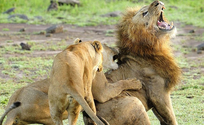 - По средам не принимаю! - Мне только спросить.