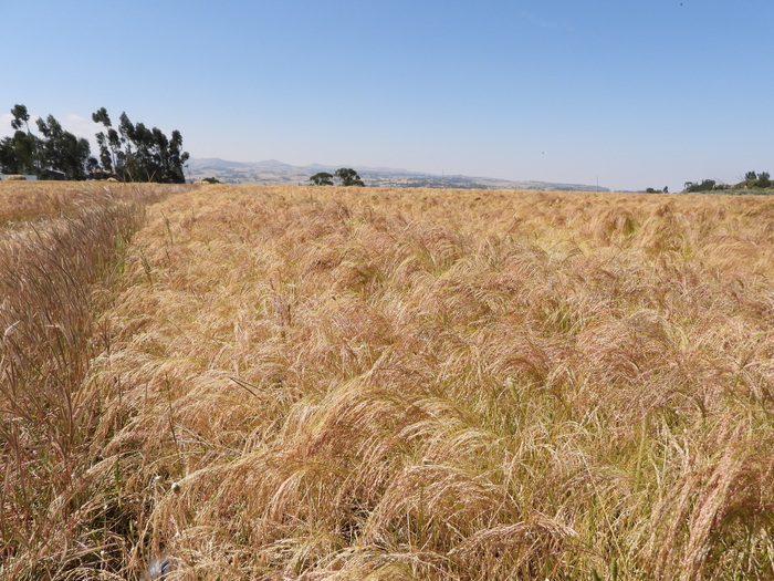 Поле тефа. Фото Л. Головневой.