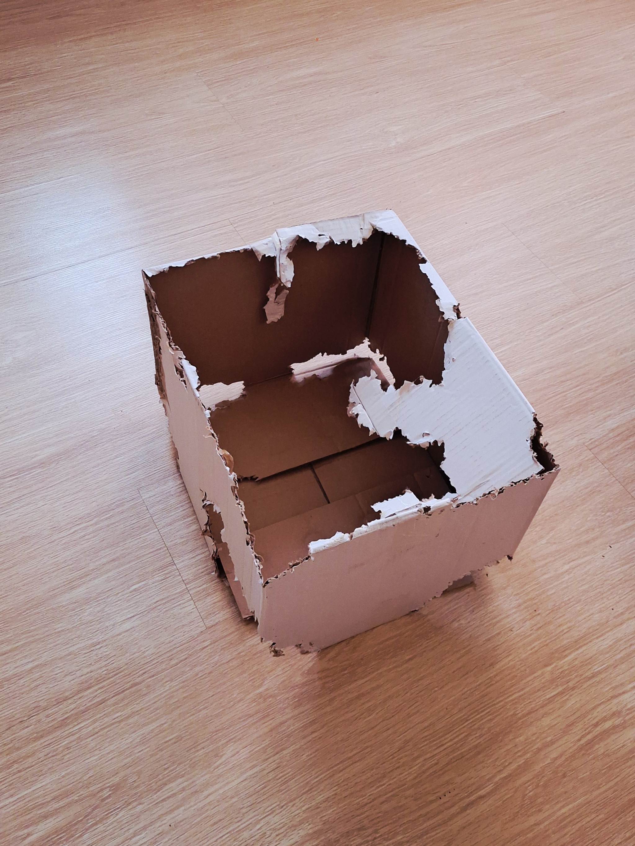 Коробки любят не только лишь кошочки 2 - Серия Попугаец, Моё, Домашние животные, Попугай, Жако, Коробка, Длиннопост