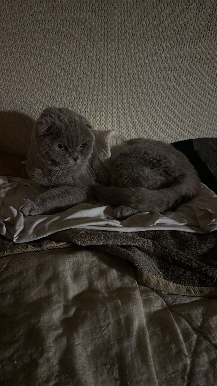 Кот ушел на радугу