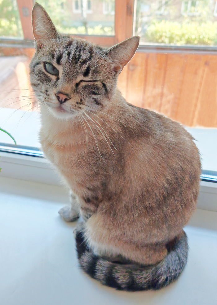 Чарлик, он же Жрулик, он же Чарлундель, он же Чармандер, он же Компактный.