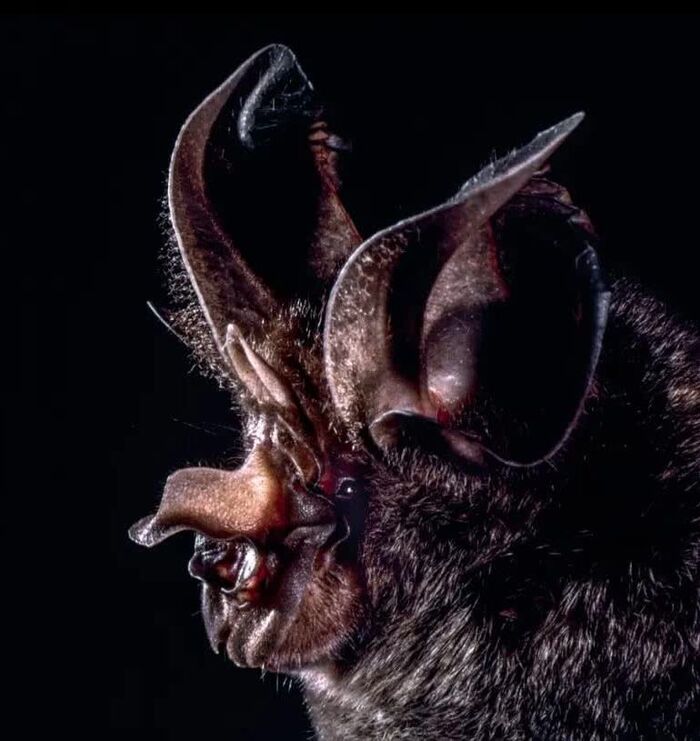   (Rhinolophus philippinensis).