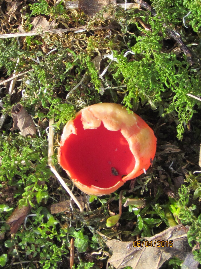 Cегодня пошёл на рыбалку и нашёл гриб