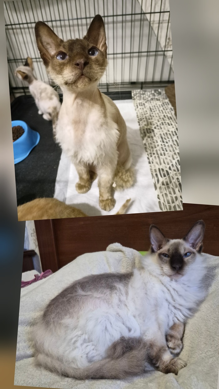 Раздельные перемены Сильвы