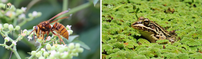 Японский желтый шершень <a href="https://pikabu.ru/story/yetim_lyagushkam_ne_strashen_smertelnyiy_yad_shershney_13473087?u=https%3A%2F%2Fru.wikipedia.org%2Fwiki%2FVespa_simillima&t=Vespa%20simillima&h=270faf7717911a6638bc7a8b53c6d245a98693f7" title="https://ru.wikipedia.org/wiki/Vespa_simillima" target="_blank" rel="nofollow noopener">Vespa simillima </a>и его потенциальный хищник Pelophylax nigromaculatus. (а) Рабочий V. simillima осматривает соцветие <a href="https://pikabu.ru/story/yetim_lyagushkam_ne_strashen_smertelnyiy_yad_shershney_13473087?u=https%3A%2F%2Fen.wikipedia.org%2Fwiki%2FCausonis_japonica%23%3A~%3Atext%3DIt%2520is%2520the%2520type%2520species%2Cto%2520enhance%2520diuresis%2520and%2520detoxification.&t=Causonis%20japonica&h=d7892b0404c52fe96742a5eda3a2bf75e324fa28" title="https://en.wikipedia.org/wiki/Causonis_japonica#:~:text=It%20is%20the%20type%20species,to%20enhance%..." target="_blank" rel="nofollow noopener">Causonis japonica</a>. (б) – взрослая прудовая лягушка P. nigromaculatus. Фото предоставлено: Синдзи Сугиура
