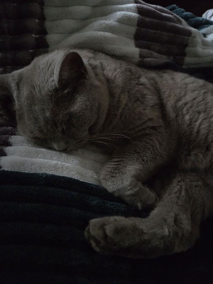 Ответ на пост «Не показал кота - не пикабушник»