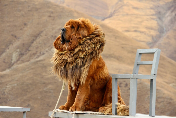 Что за лев этот тигр!