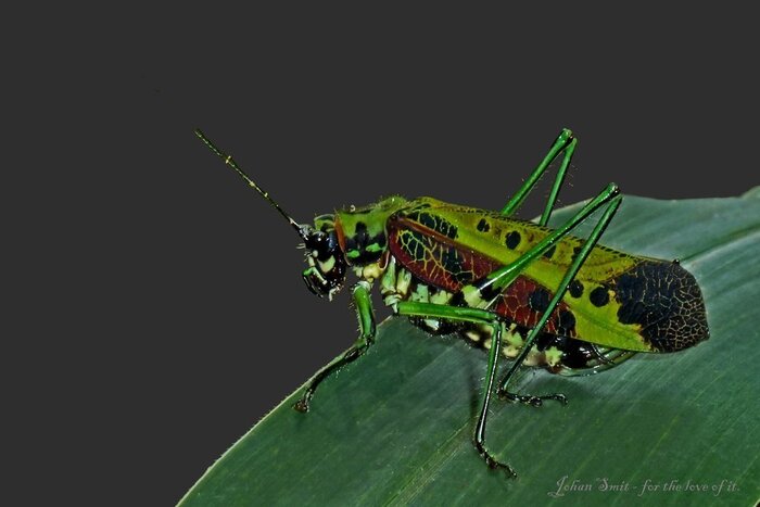 Pardalota versicolor, ,  Karen Pagel,    (CC-BY-NC)