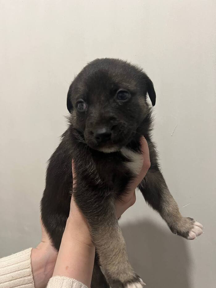 Пацан черный поменьше(Тери Крюс)