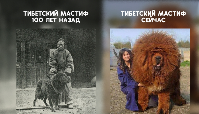 Да, это одна и та же порода, изменившаяся всего за век!