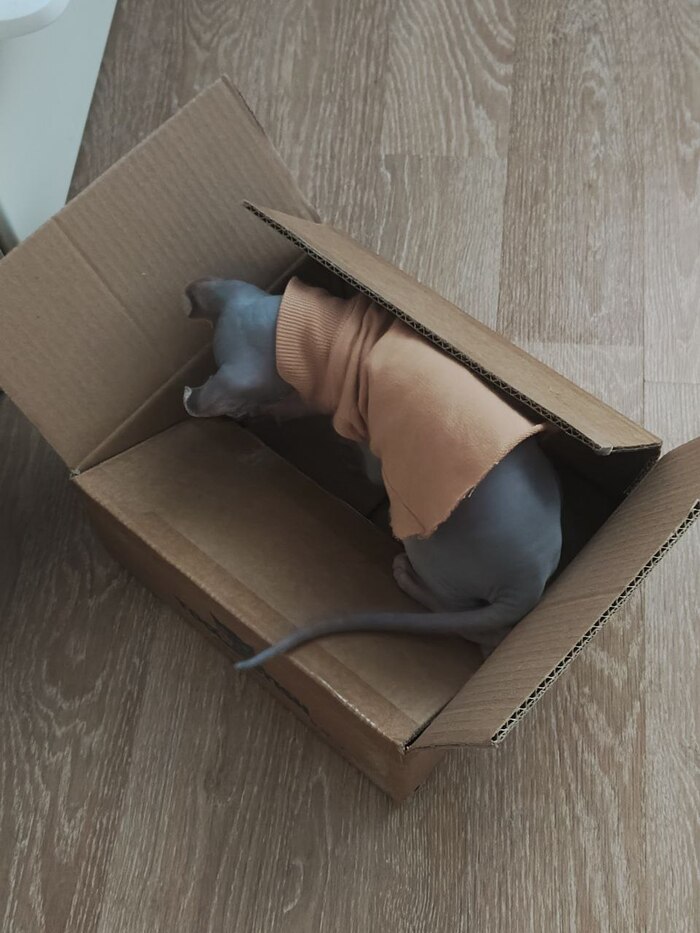 Финик и коробка