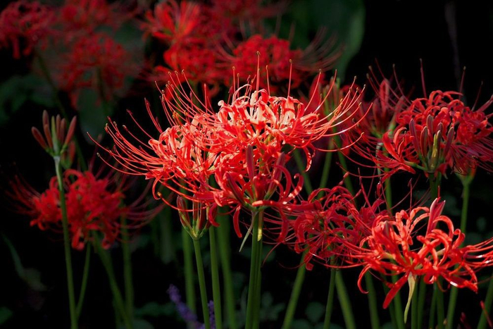        (. Lycoris radiata).